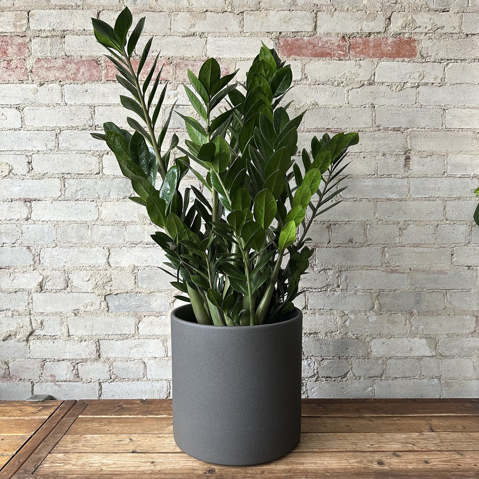ZZ Plant 11"