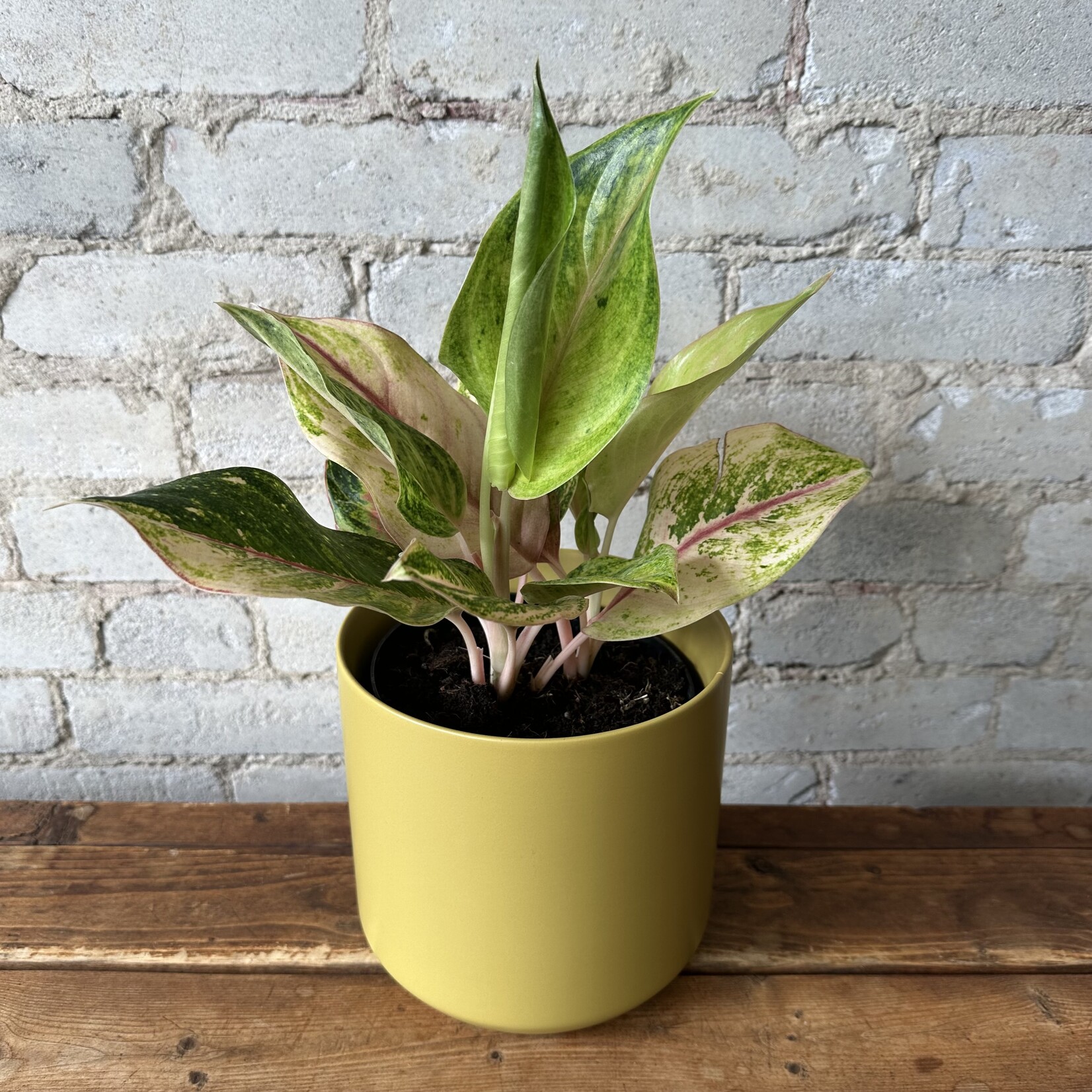 Aglaonema Golden Flourite 6"