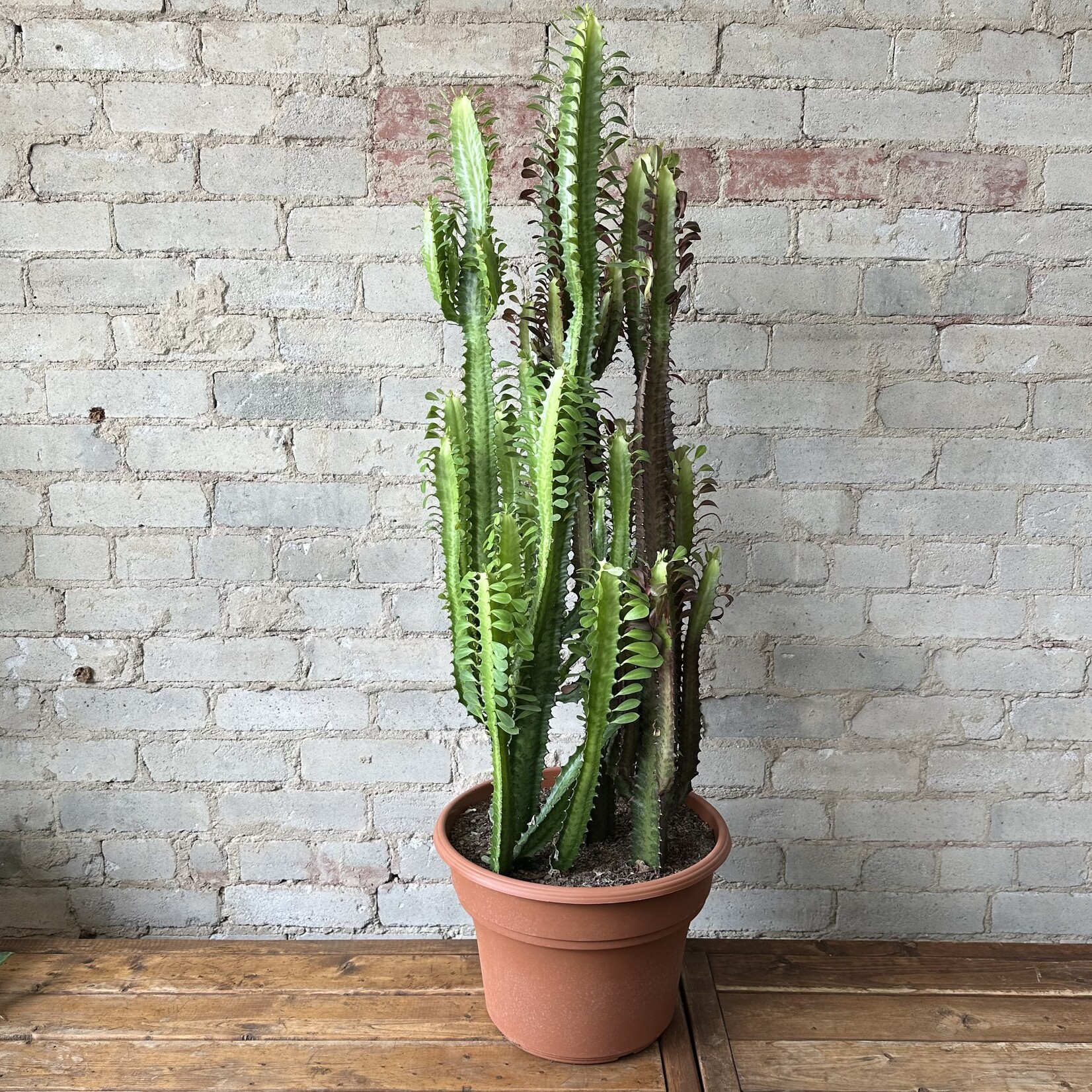 Euphorbia Red Trigona 12"