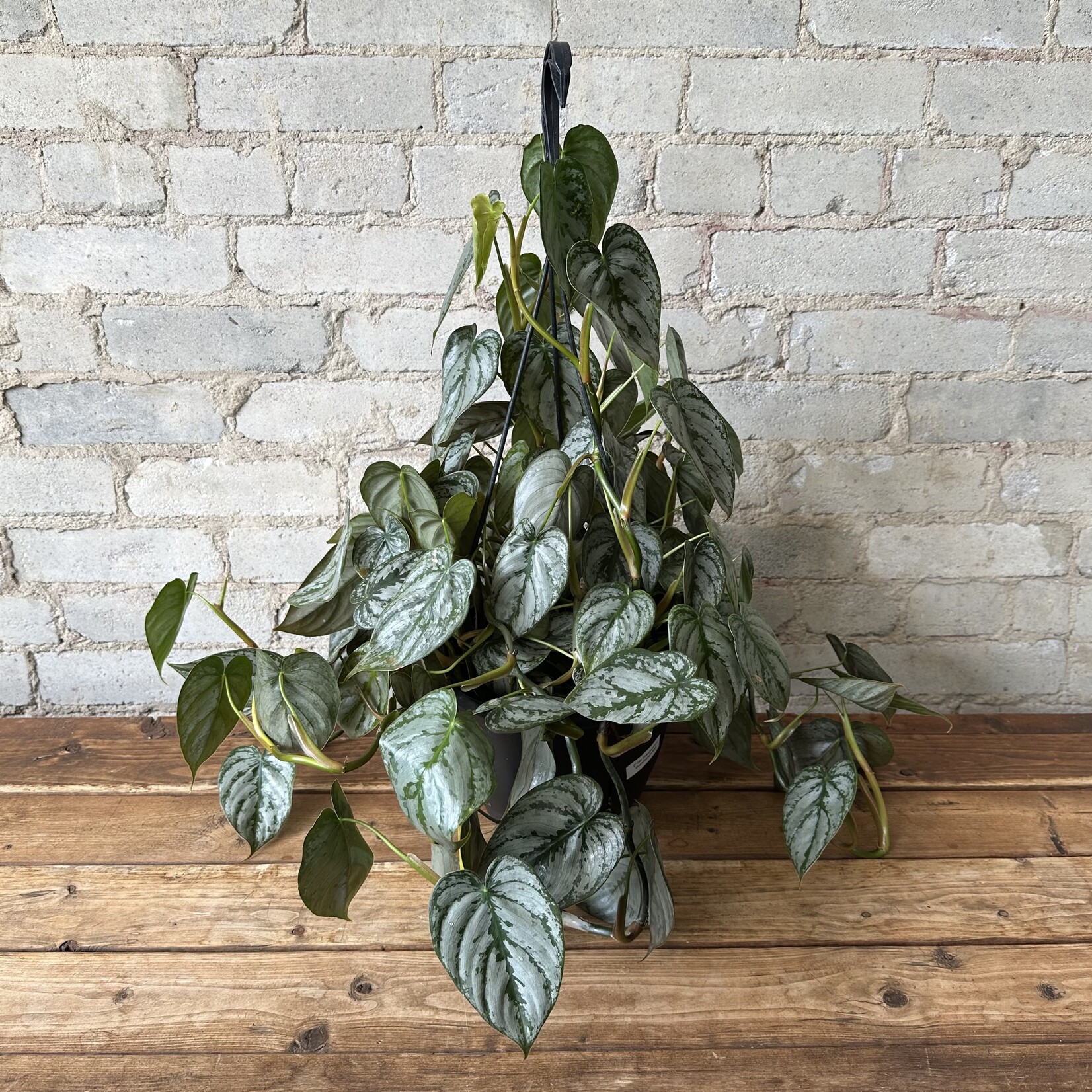 Philodendron Brandtianum 8" HB