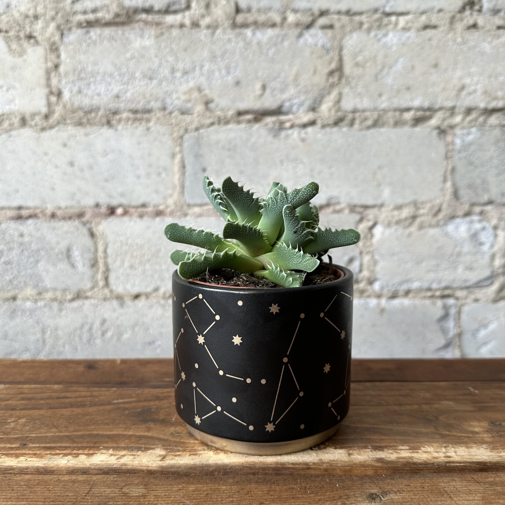 Universe Pot (fits 2.5")