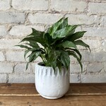 Kanab Pot (fits 4”)