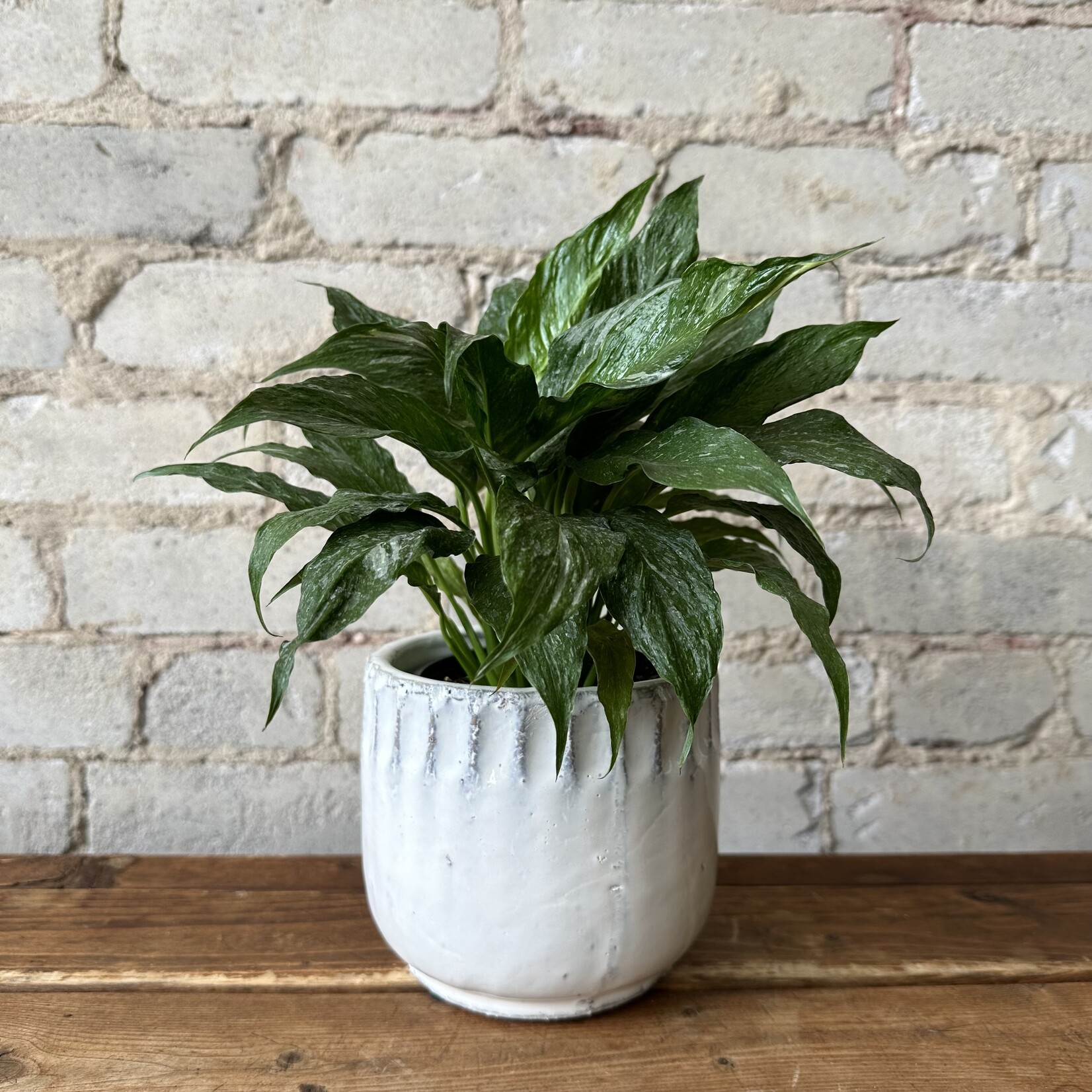 Kanab Pot (fits 4”)