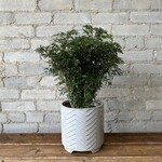 Ming Aralia Stump 6"