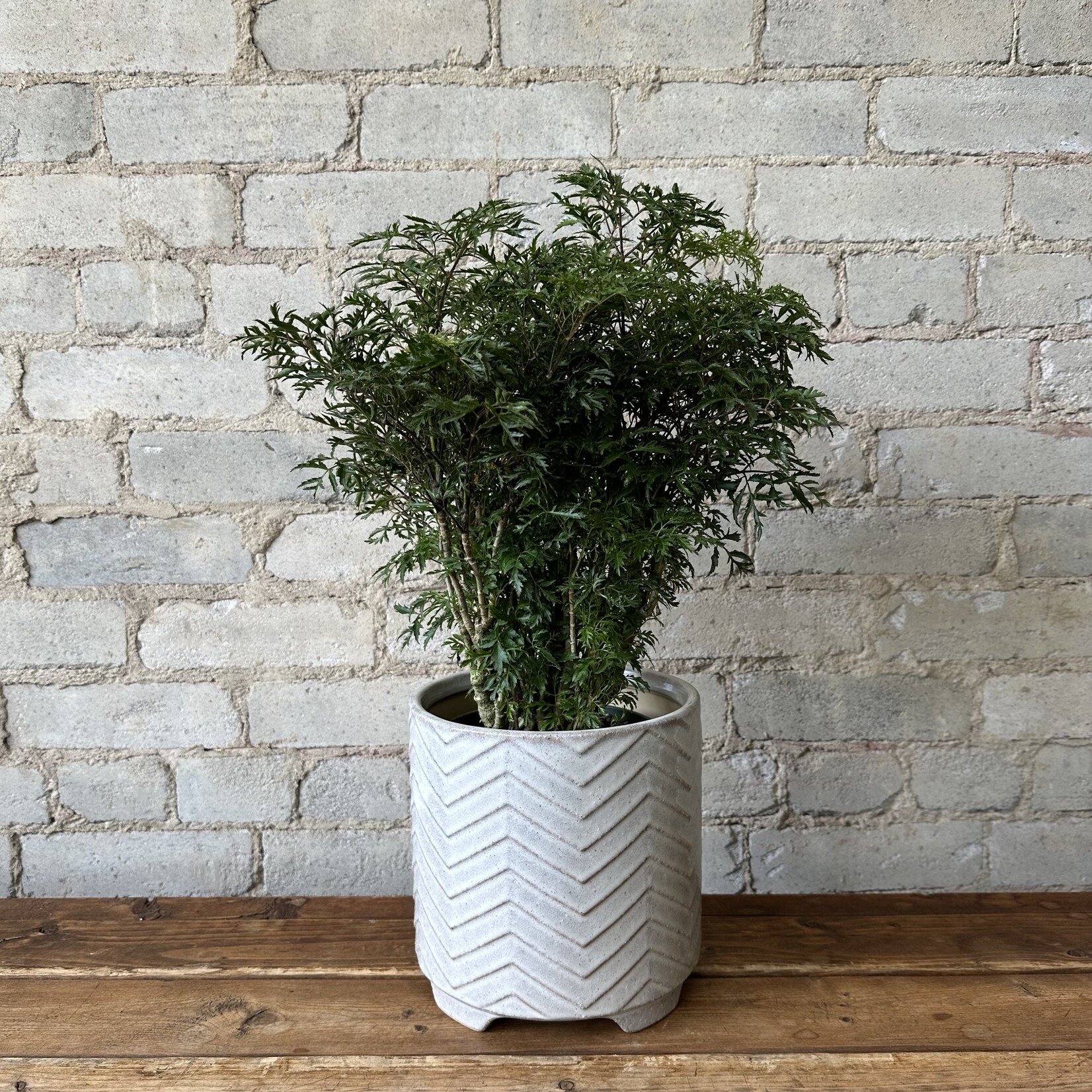 Ming Aralia Stump 6"