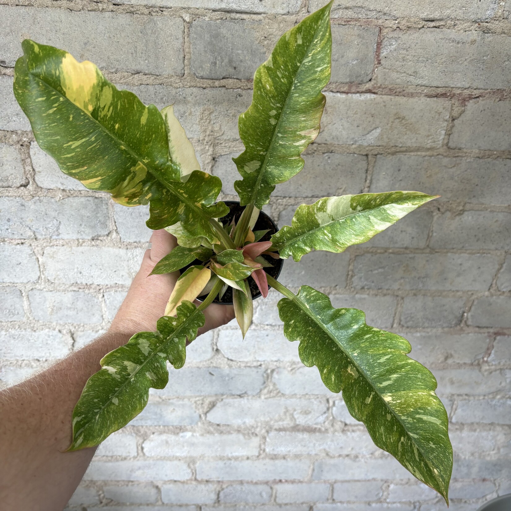 Philodendron Ring of Fire 5"