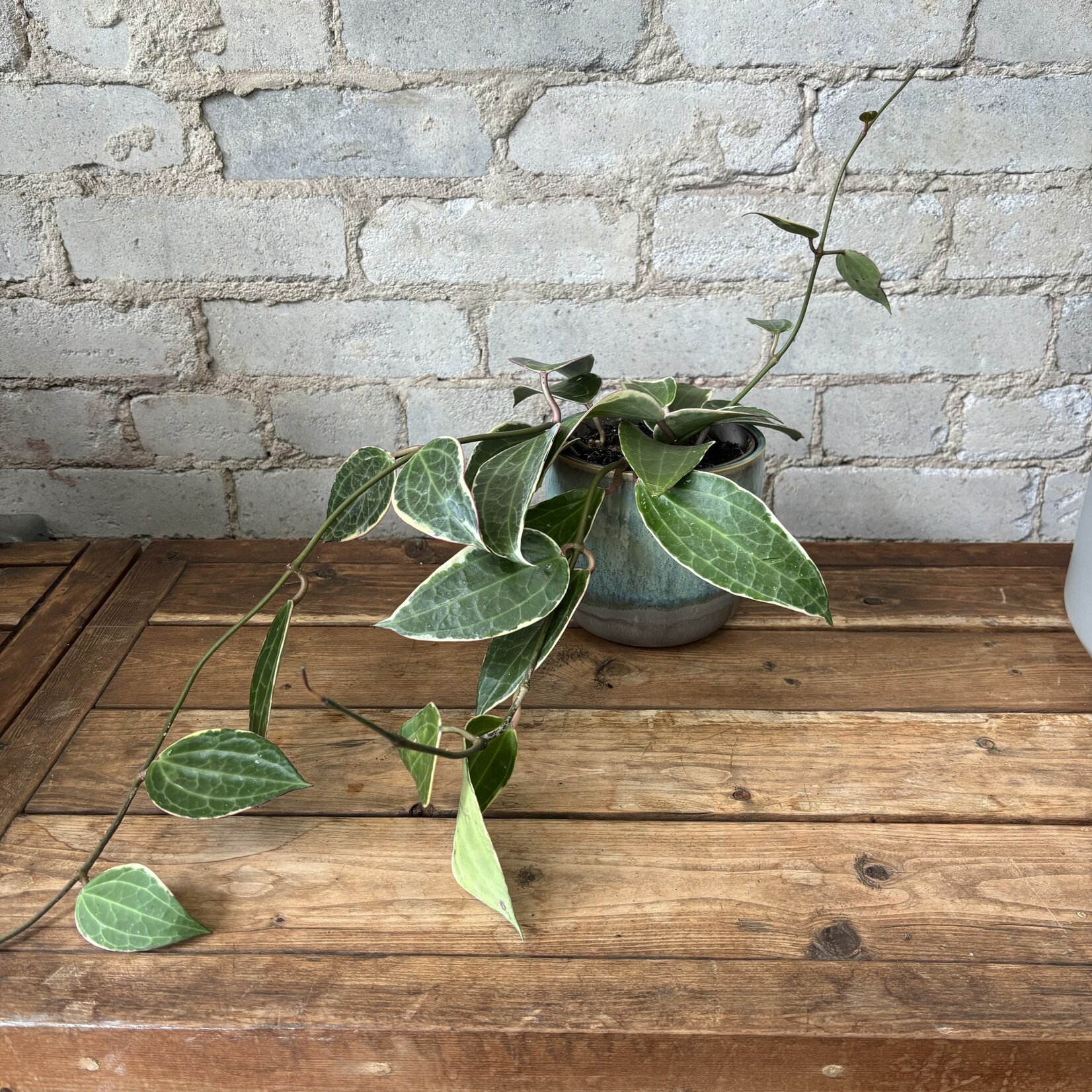 Hoya Macrophylla 5"