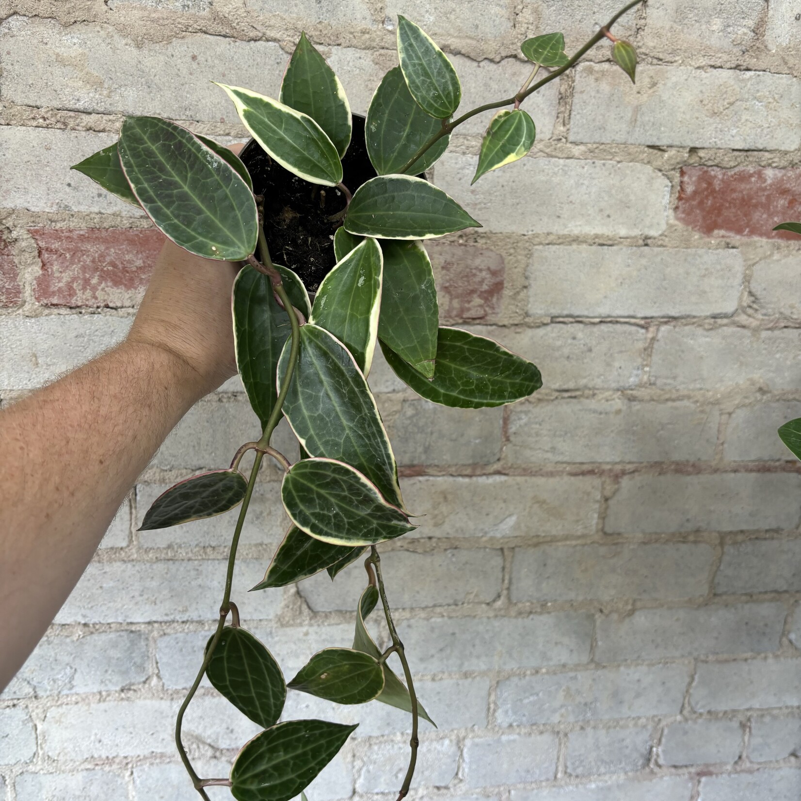 Hoya Macrophylla 5"