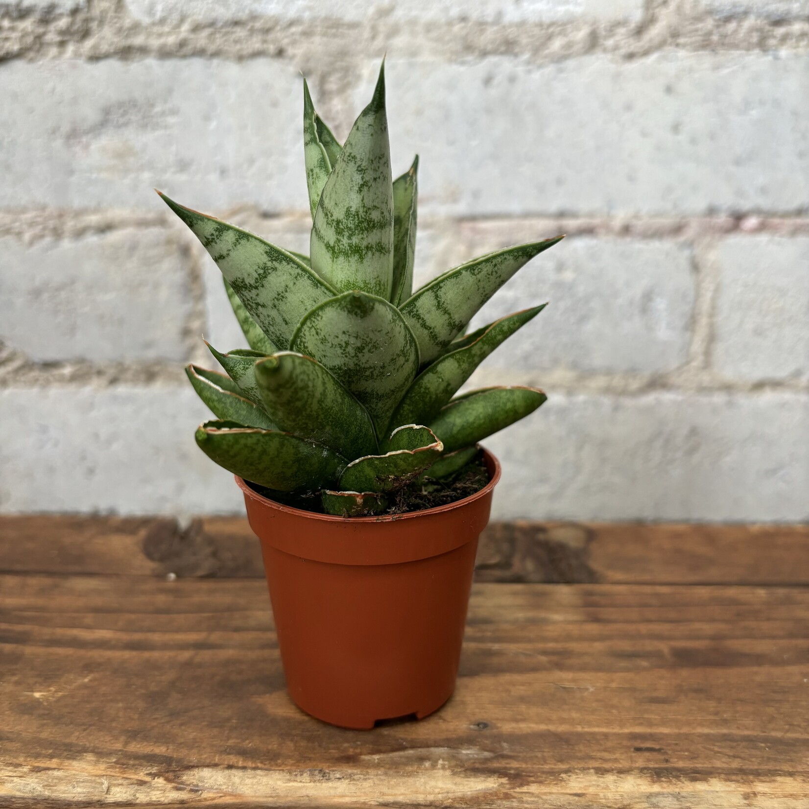 Sansevieria  Francisii Hybrid 2.5"