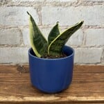 Sansevieria Hahnii Laurentii 2.5"