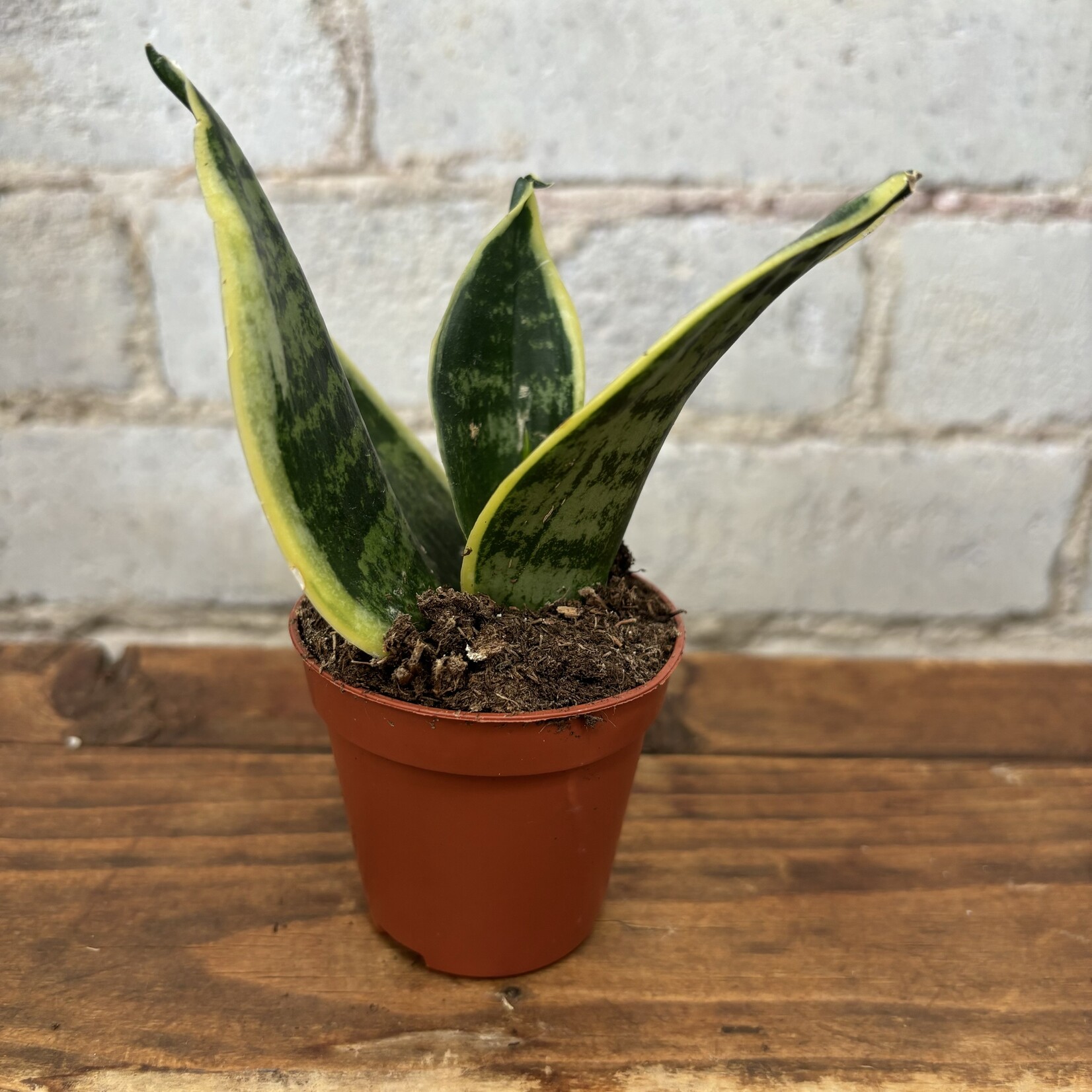 Sansevieria Hahnii Laurentii 2.5"