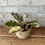 Peperomia Ginny 3.5"