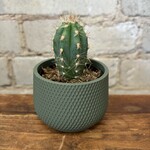 Mini Cactus 2.5" B