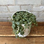 Peperomia String of Turtles 4"