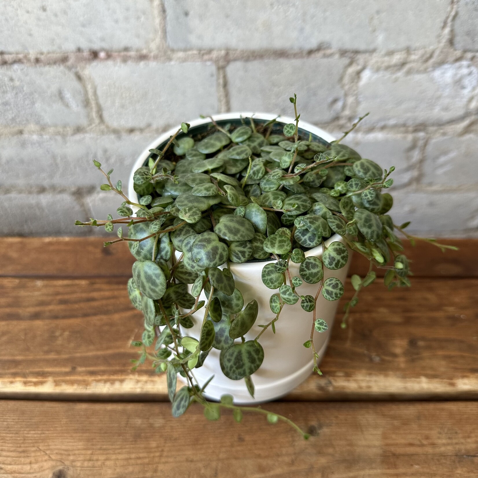 Peperomia String of Turtles 4"