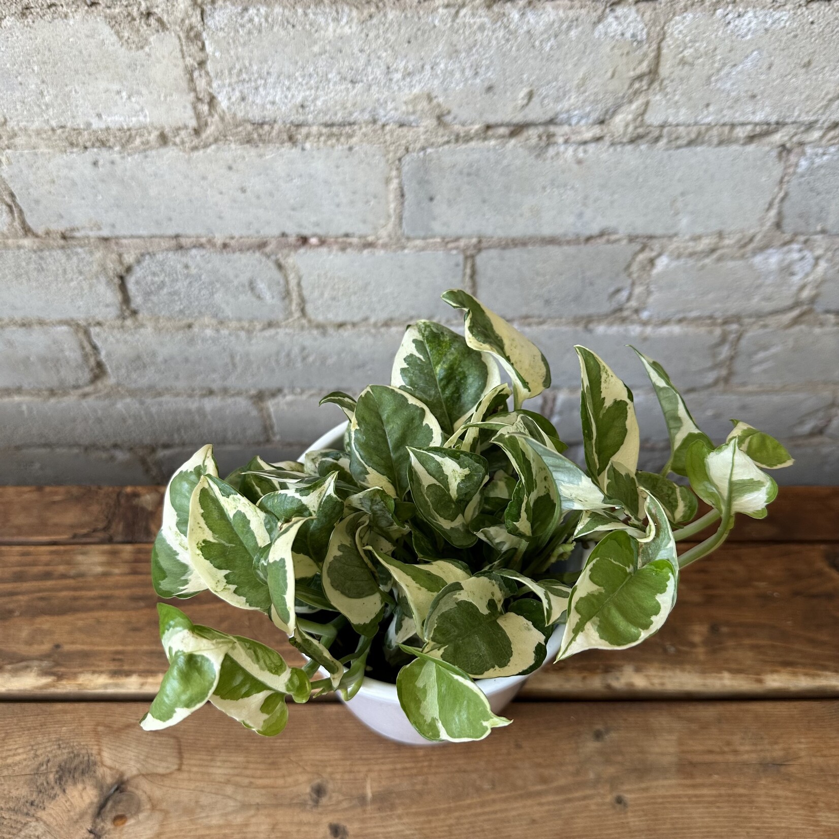 Pearls and Jade Pothos 4"