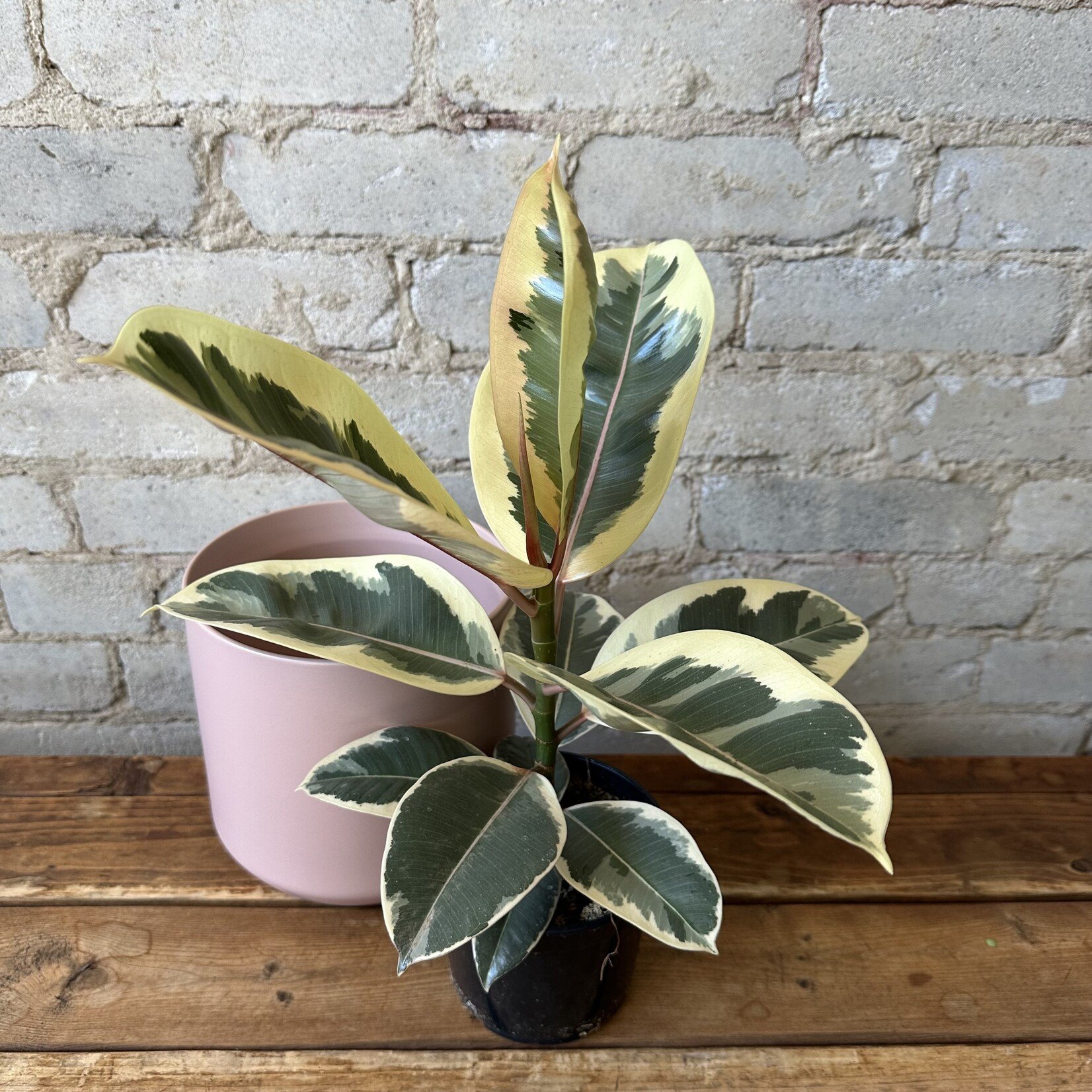 Ficus Elastica Tineke 5"