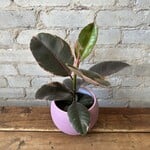 Ficus Elastica Ruby 5"