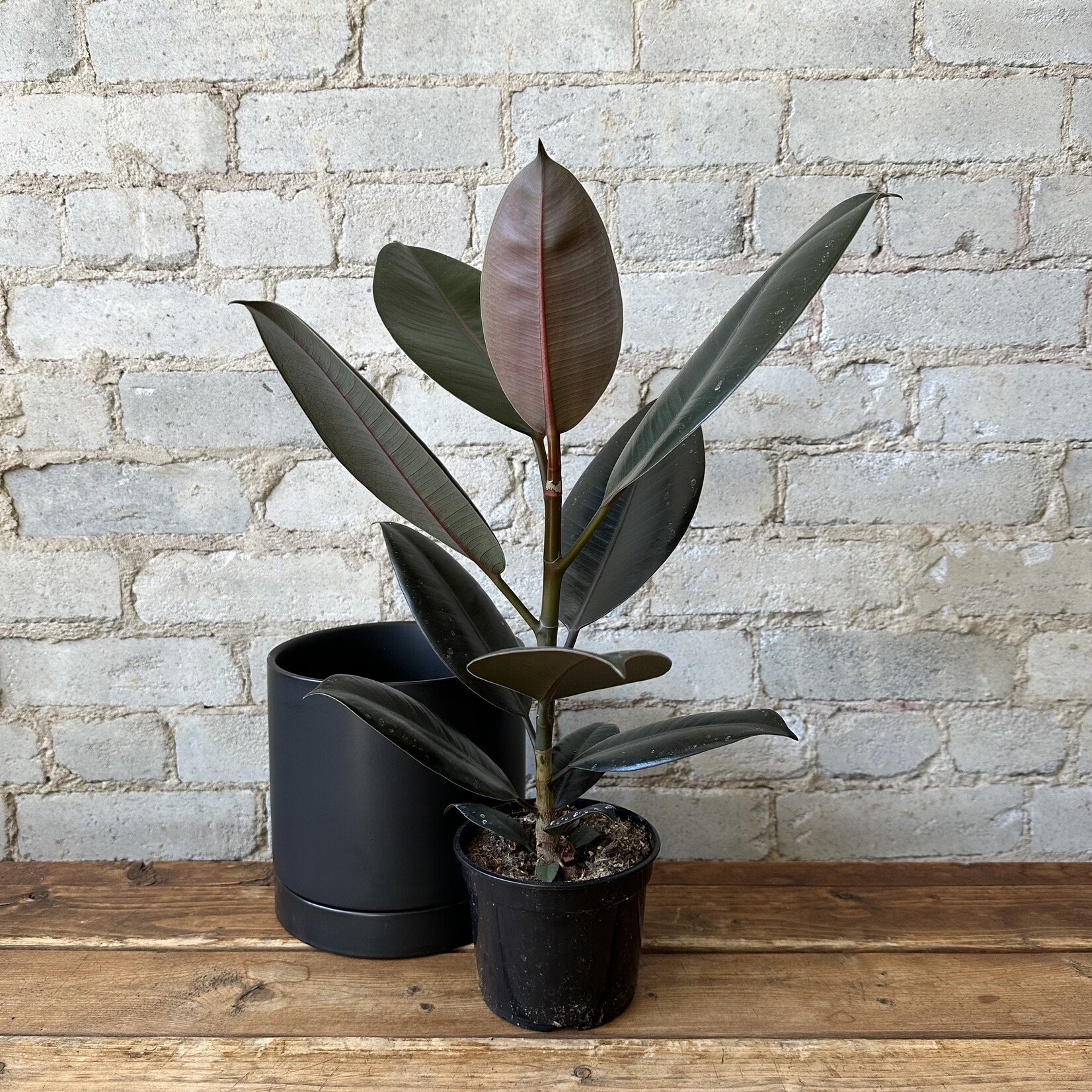 Ficus Elastica Burgundy 5"