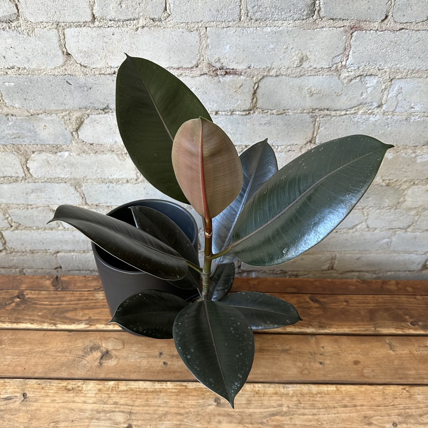 Ficus Elastica Burgundy 5"