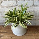 Dracaena Song of India 6"