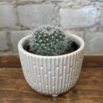 Mini Cactus 2.5" G