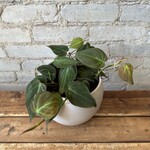 Philodendron Micans 6”