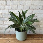 Aglaonema Shades 6"