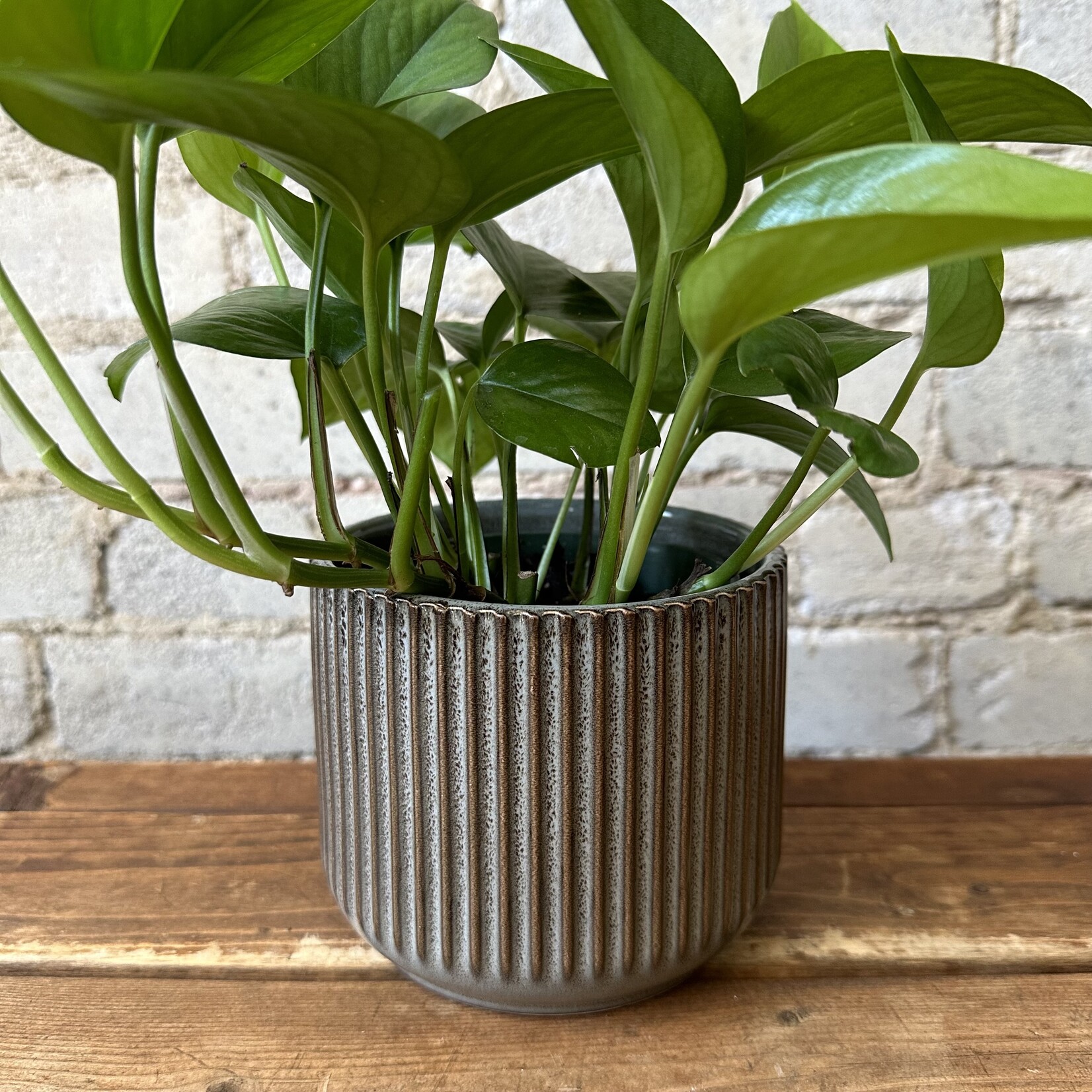 Assorted Pots Habitat Pot (fits 4.5")