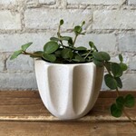 Assorted Pots Beaumont Pot White (fits 4.5")