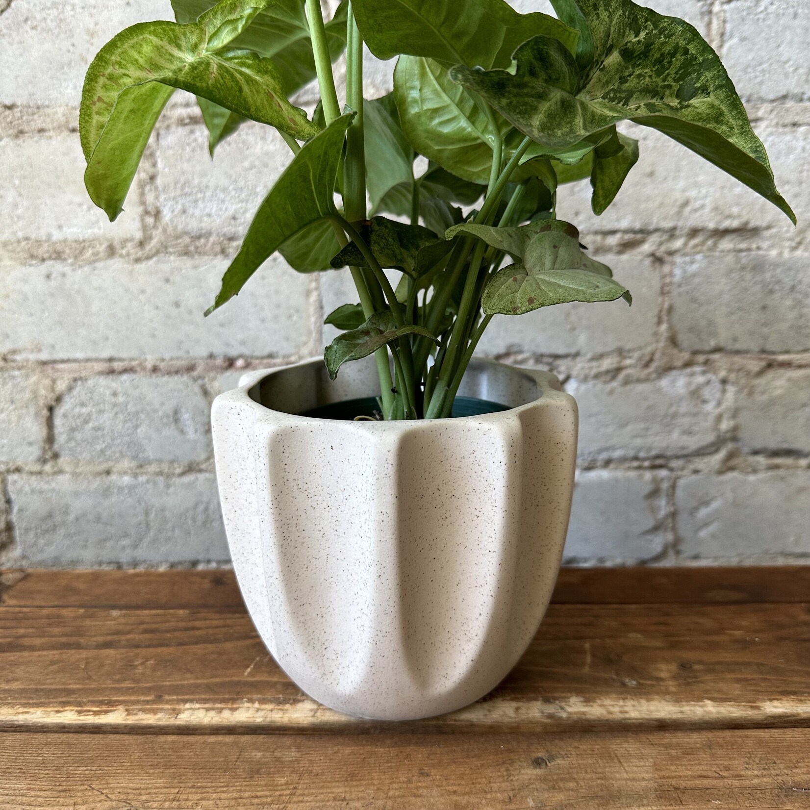 Assorted Pots Beaumont Pot White (fits 4.5")