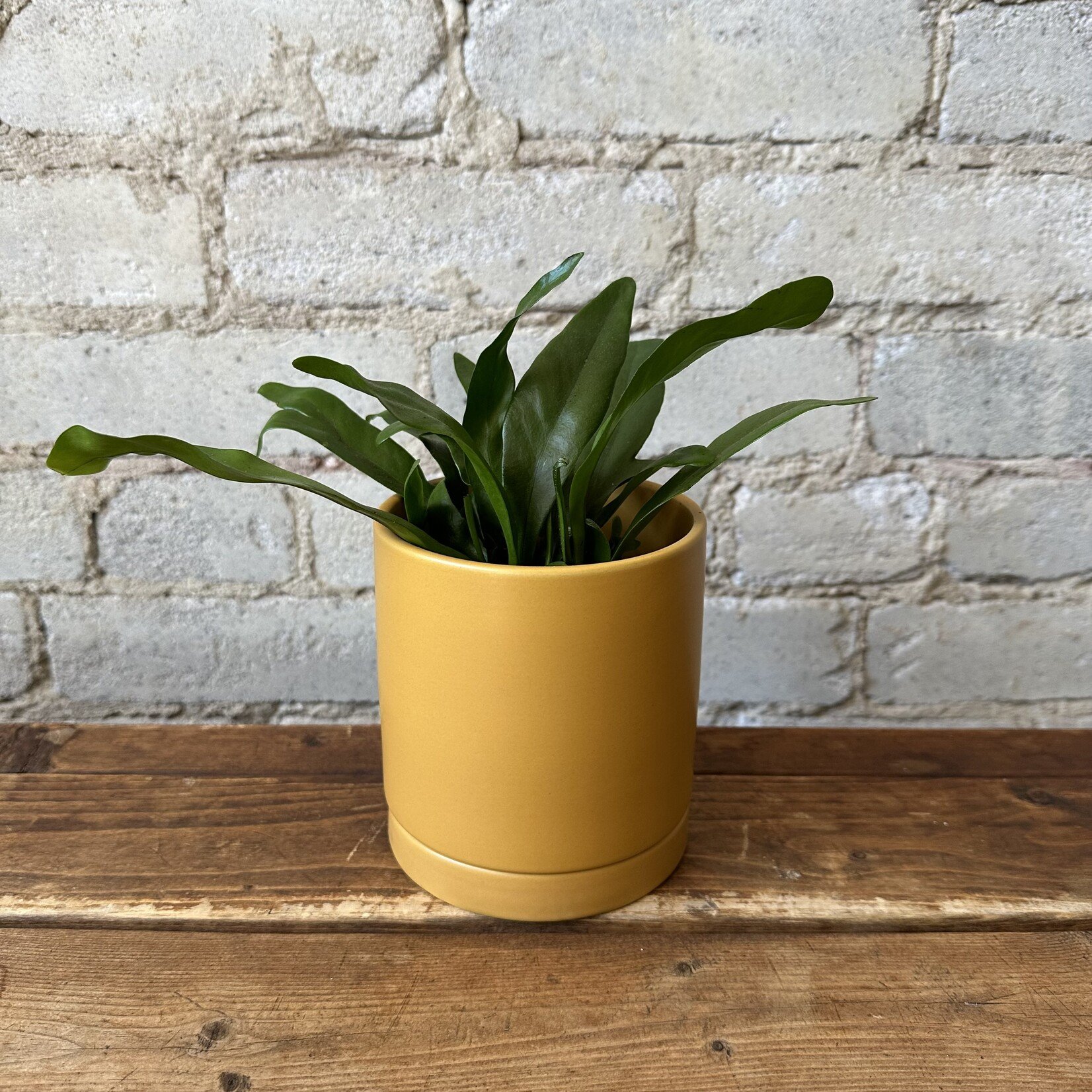 Romey Pot Yellow (fits 4")
