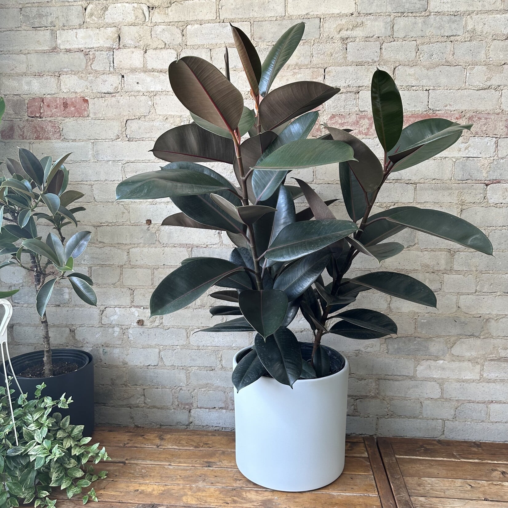 Ficus Elastica Burgundy Bush 12"