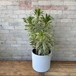 Dracaena Song of India 12"