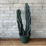 Peruvian Cactus 10" - C