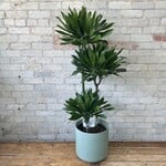 Dracaena Green Jewel Cane 10"