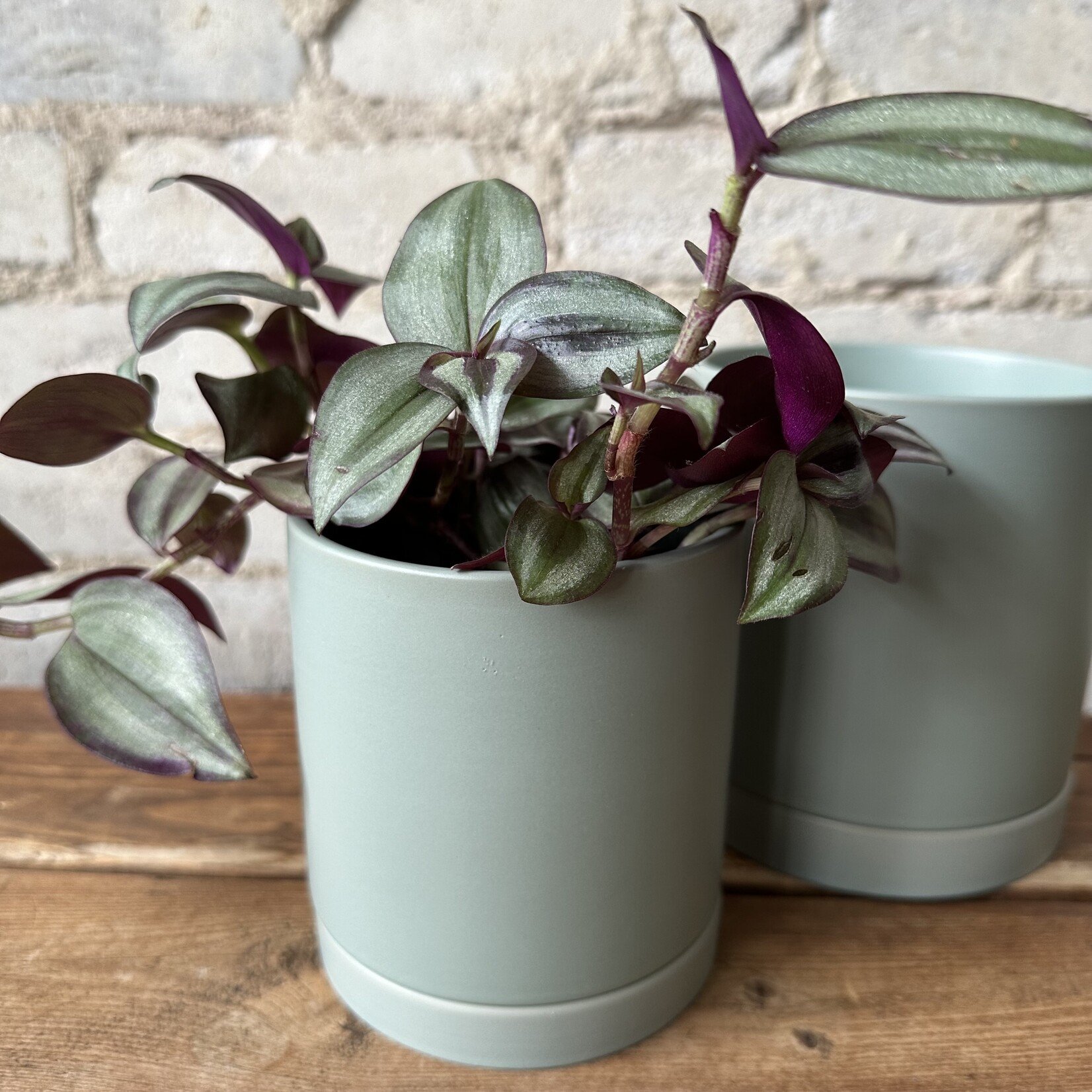 Romey Pot Sage (fits 4")