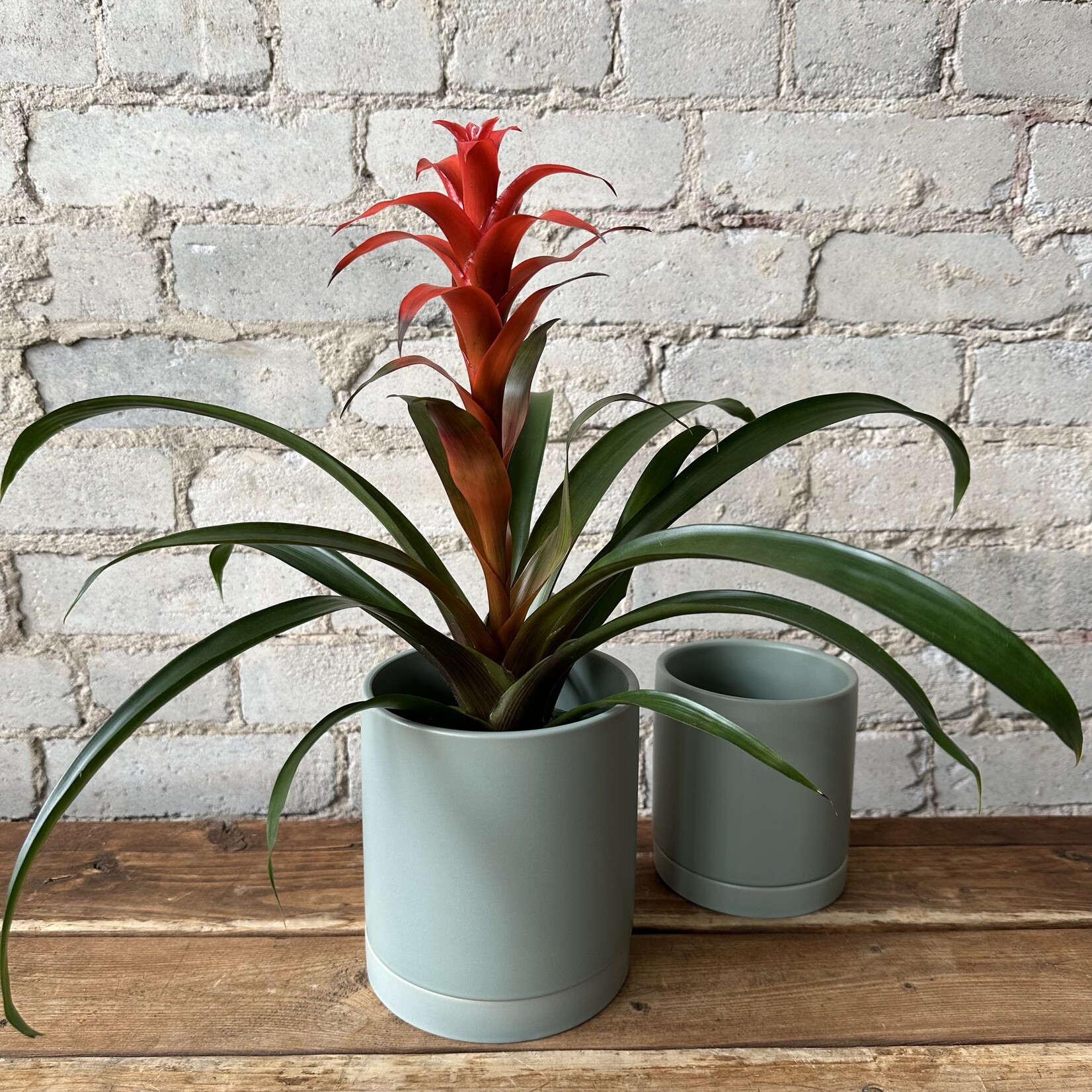 Romey Pot Sage (fits 5")