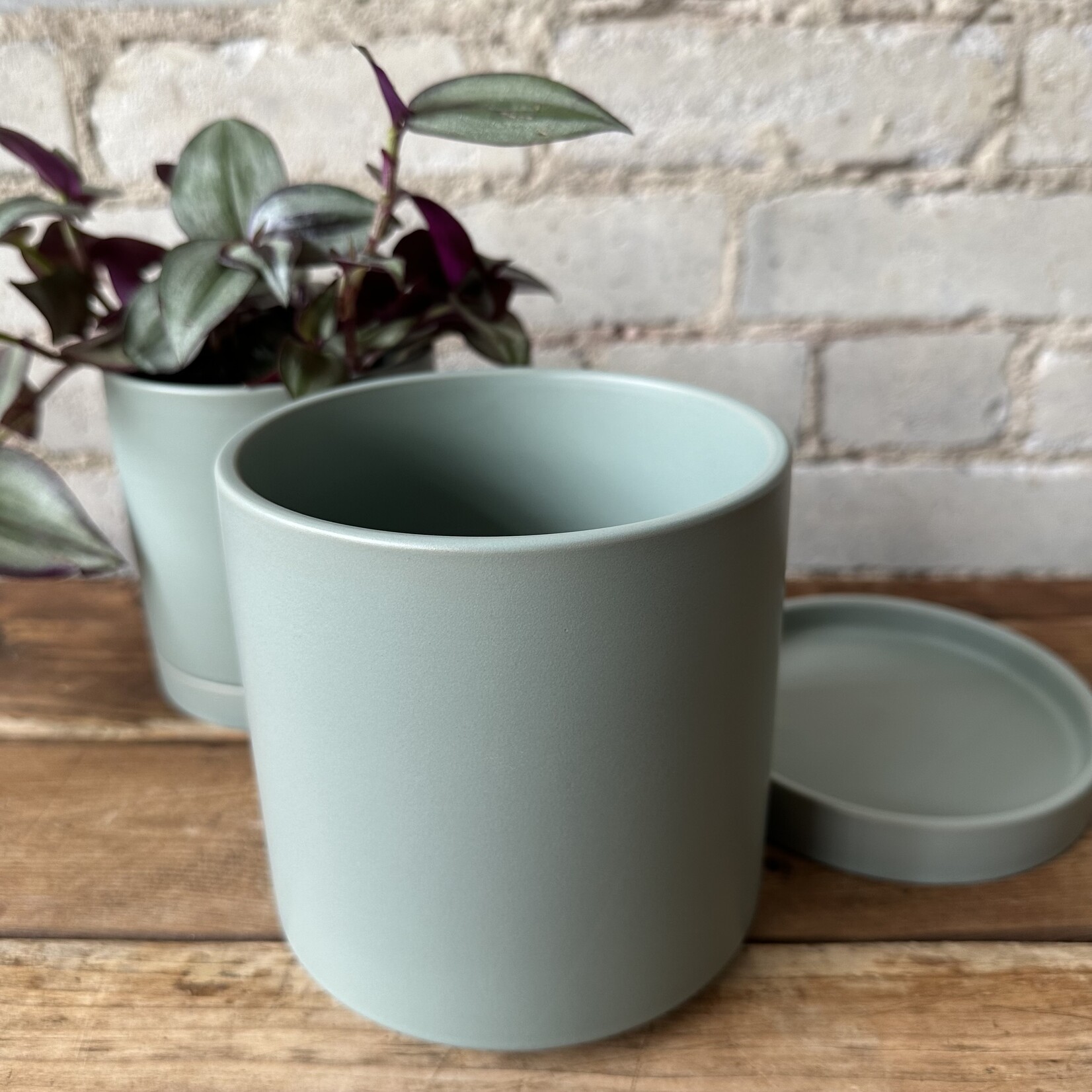 Romey Pot Sage (fits 5")