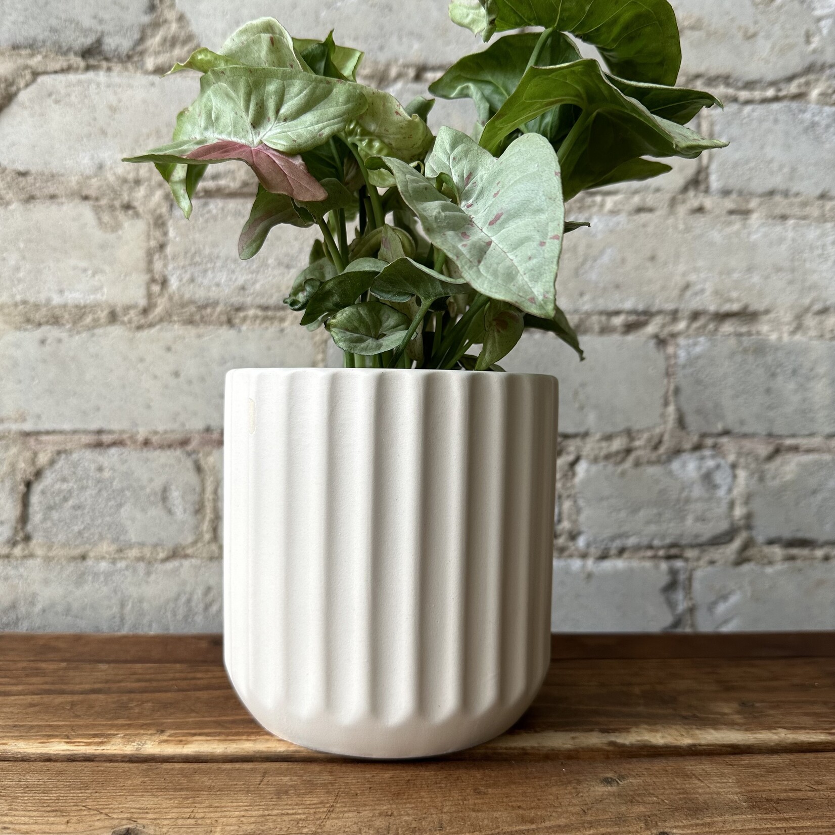 Assorted Pots Beam Pot (fits 4") Off-White