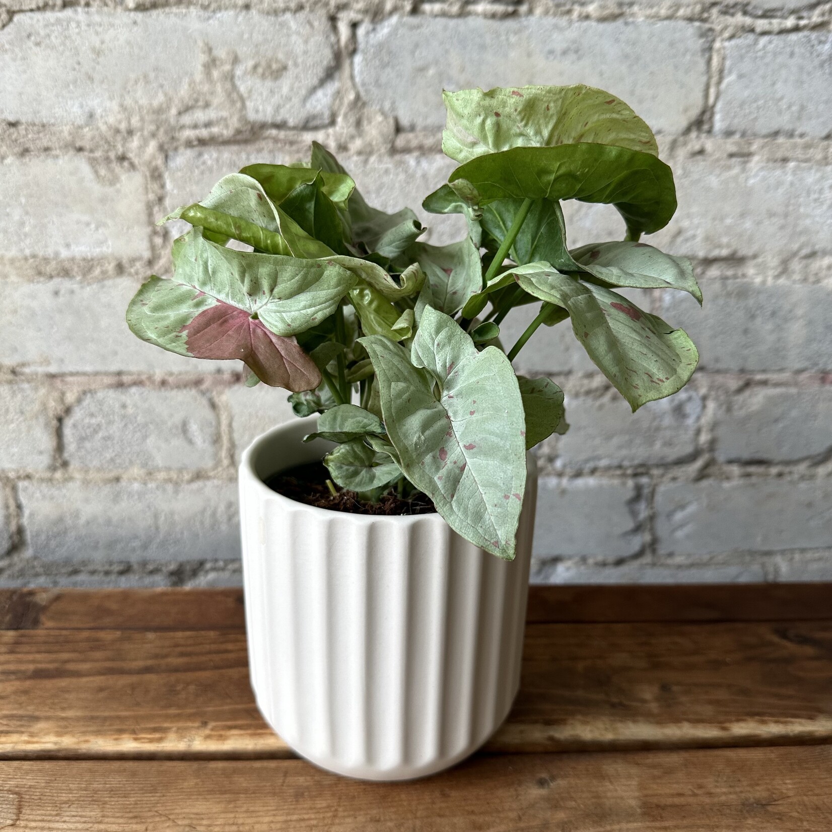 Assorted Pots Beam Pot (fits 4") Off-White