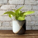 Assorted Pots Chic Pot (fits 4")