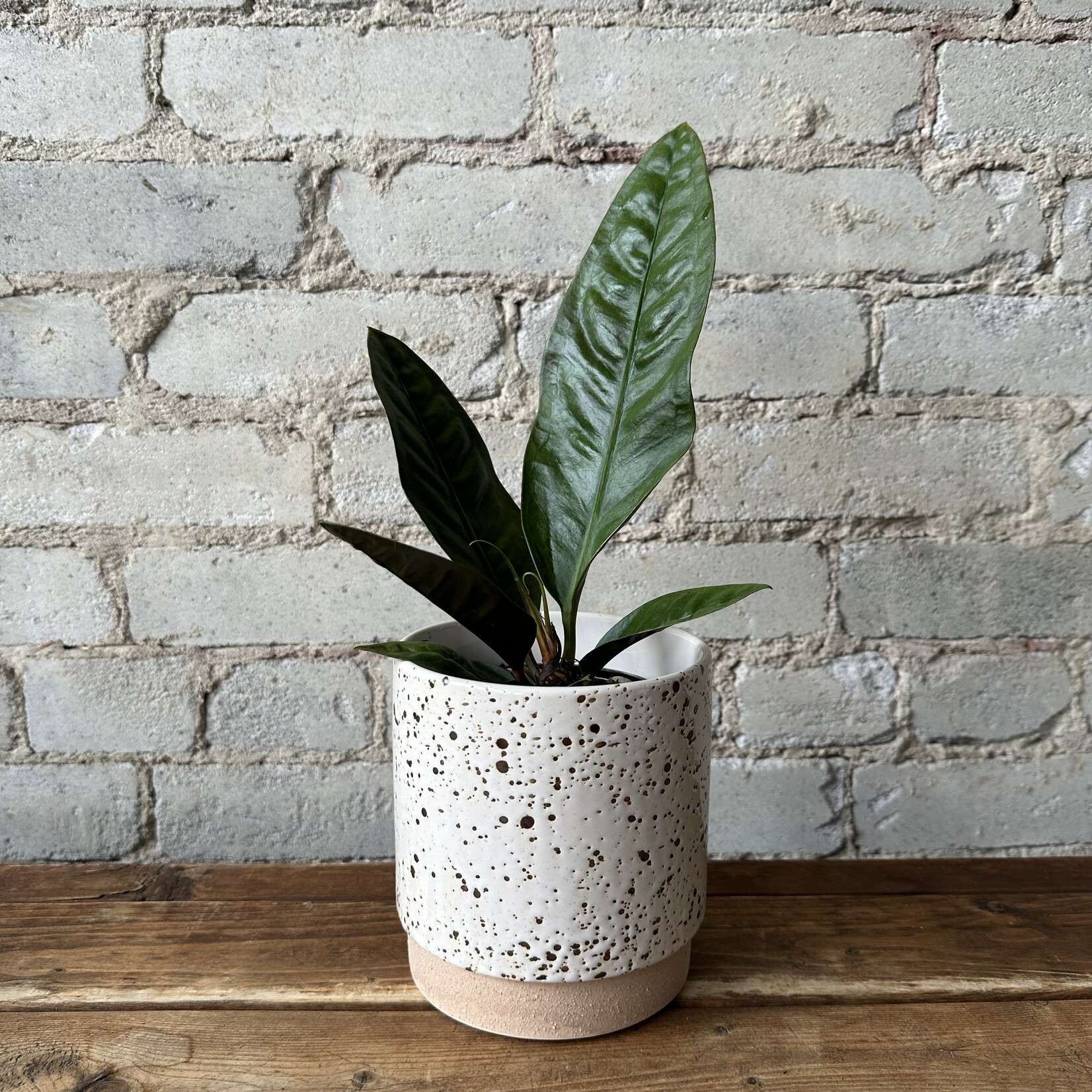 Briar Pot with drainage + saucer (fits 5")