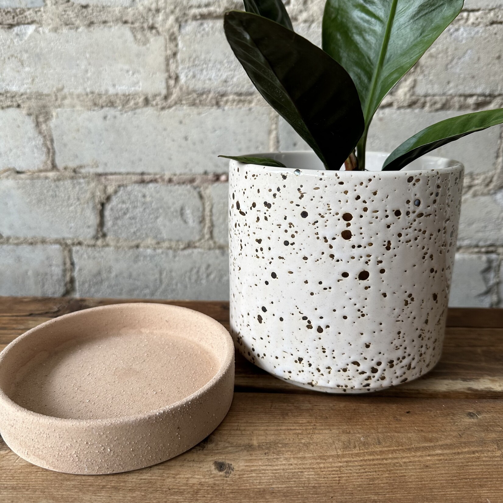 Briar Pot with drainage + saucer (fits 5")