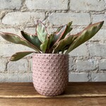 Assorted Pots Everly Pot (fits 3.5")