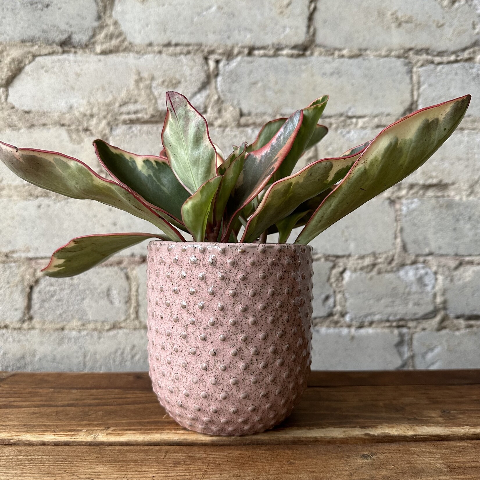 Assorted Pots Everly Pot (fits 3.5")