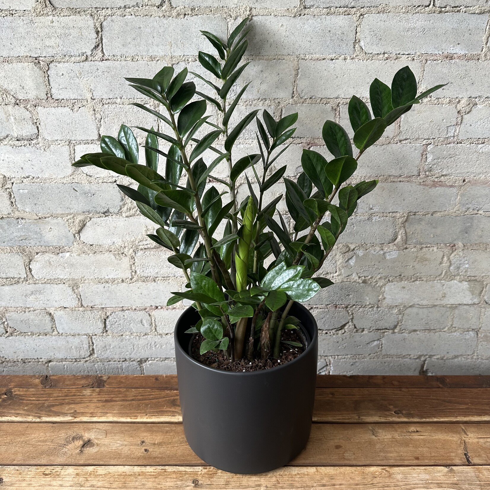 Atlas Pot (Fits 8") Black