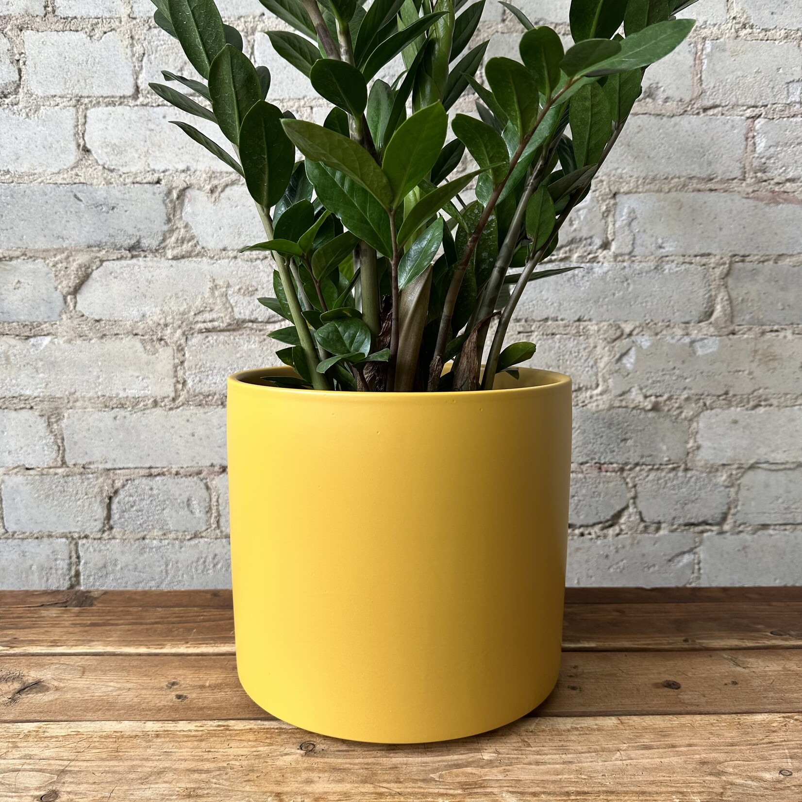 Assorted Pots Atlas Pot (Fits 8") Ochre