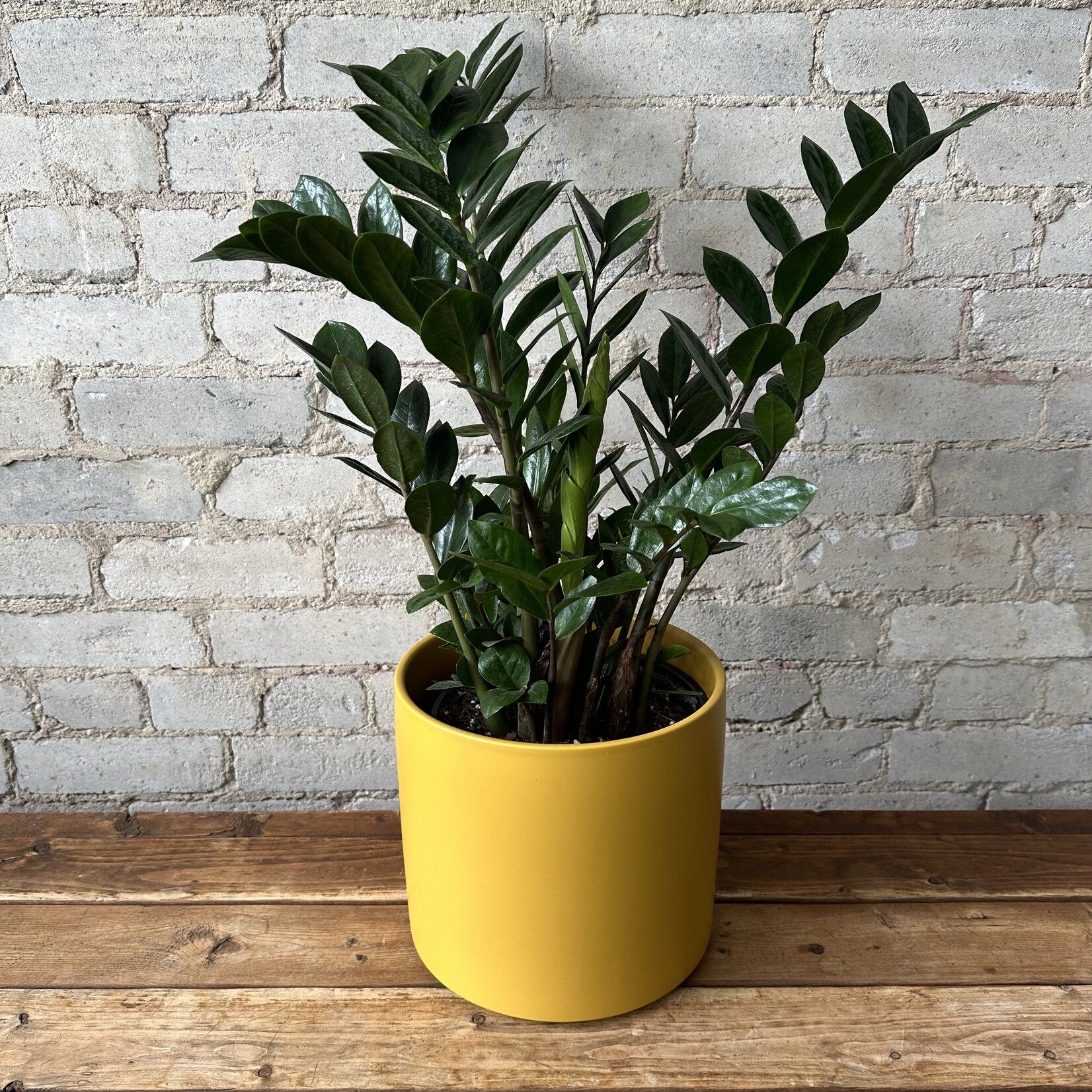 Assorted Pots Atlas Pot (Fits 8") Ochre