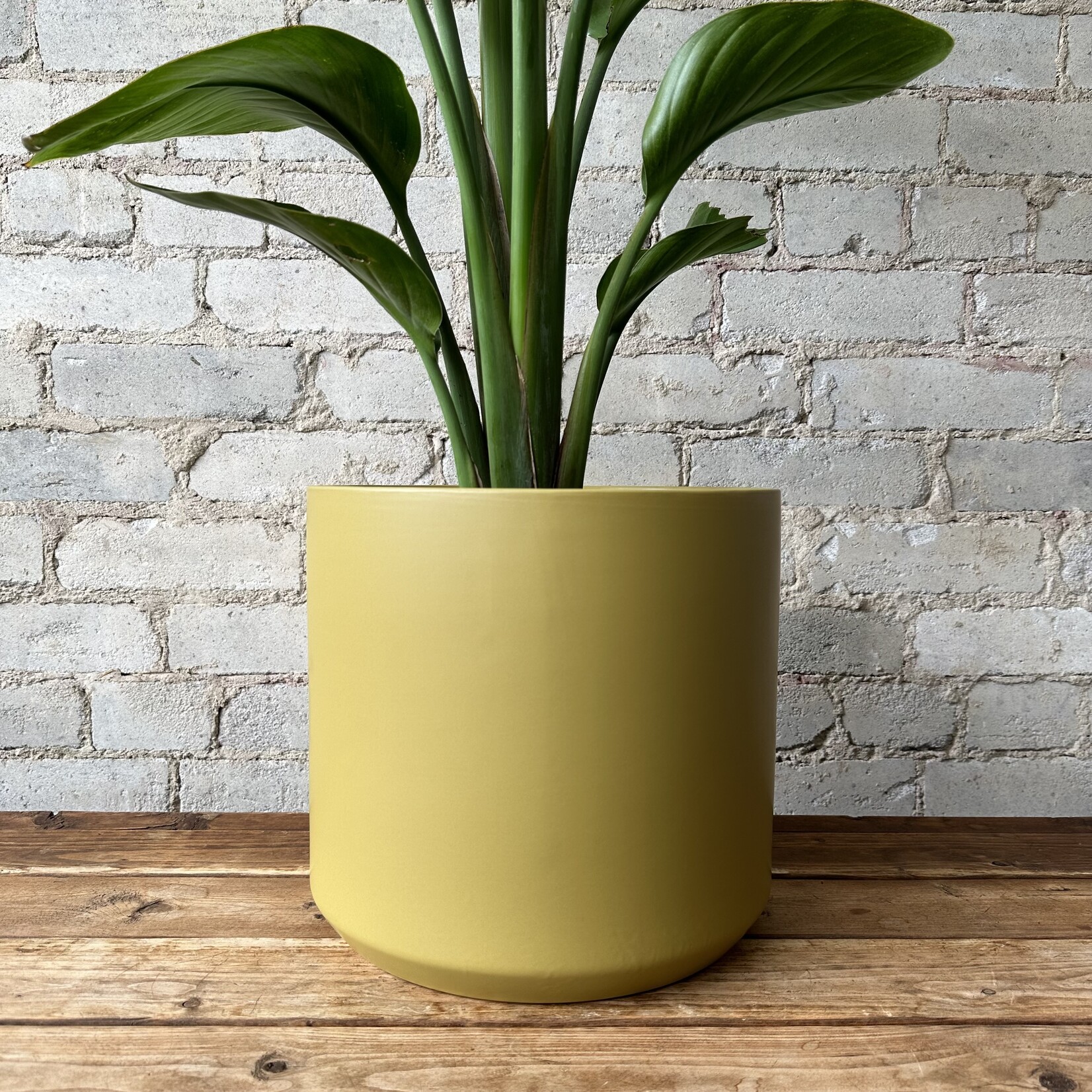 Kendall fits 10" Mustard